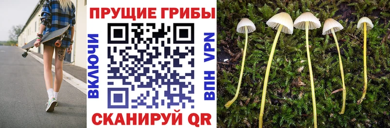 Псилоцибиновые грибы Psilocybe  Купить закладки  Лебедянь 